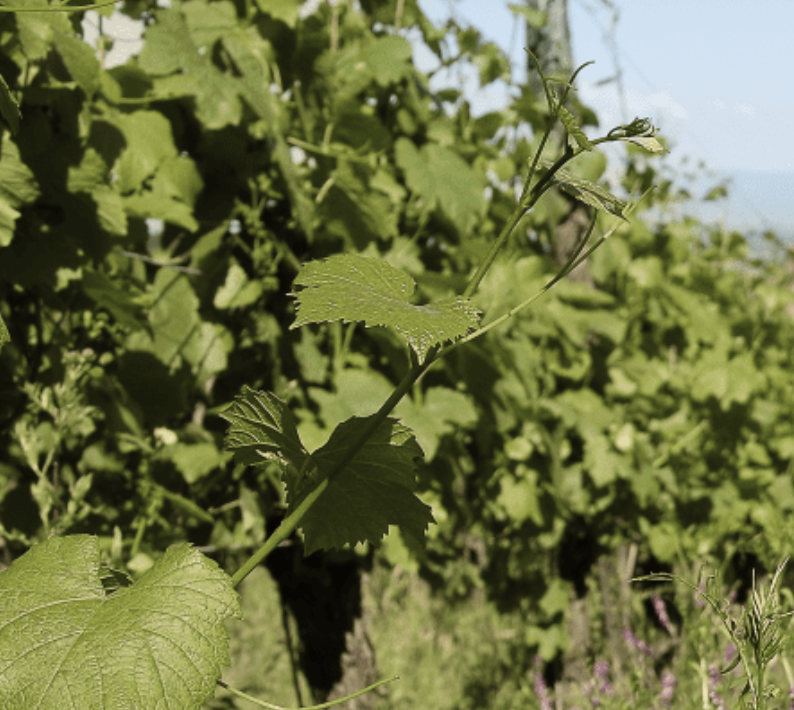 Le vin bio ! Le vin bio !