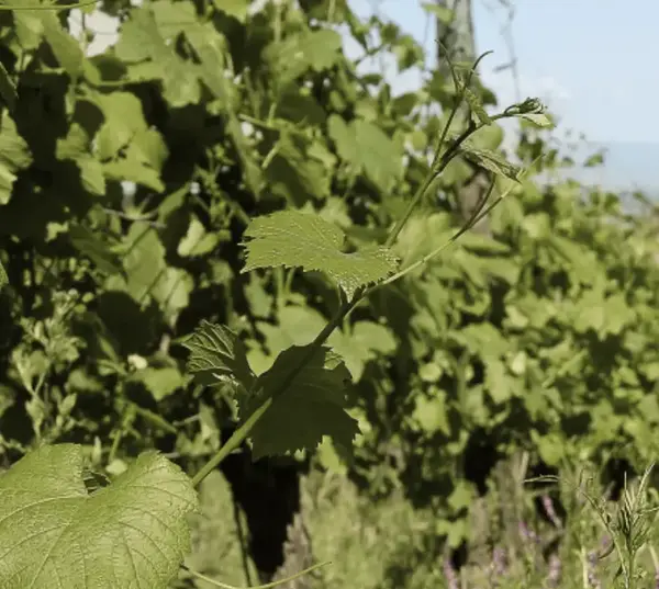 Le vin bio !